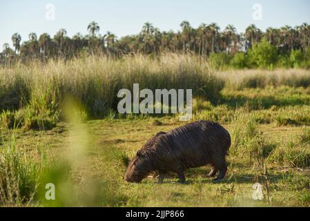 Capybara, hydrocoerus hydrochaeris, il più grande roditore vivente, nativo del Sudamerica, pascolo un pomeriggio di estate, nel parco nazionale di El Palmar, Entre Rio Foto Stock