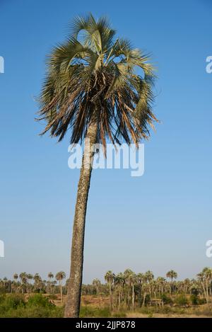 Butia yatay palma nel Parco Nazionale El Palmar, in Entre Rios, Argentina. Concetti: Viaggio nella natura, divertimento all'aria aperta, protezione dei nativi Foto Stock