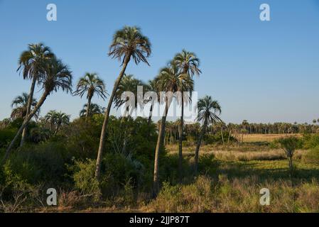 Paesaggio estivo del Parco Nazionale di El Palmar, in Entre Rios, Argentina, un'area protetta dove si trova l'endemica palma di Butia yatay. Concetti: ec Foto Stock