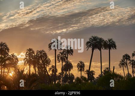 Tramonto nel Parco Nazionale di El Palmar, in Entre Rios, Argentina, un'area naturale protetta dove cresce l'endemica palma di Butia yatay. Concetti: Ecologi Foto Stock