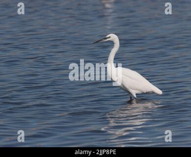 Svernare la piccola egretta Egretta garzetta pausa durante la pesca. La sua riflessione disturbata da increspature. Riserva Naturale Salina, Malta, Mediterraneo Foto Stock