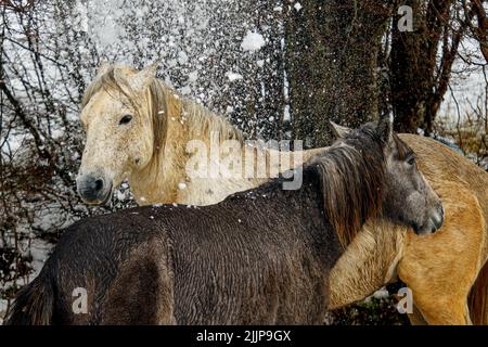 Un paio di cavalli domestici (Equus ferus caballus) durante l'inverno Foto Stock