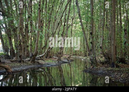 Una vista ipnotizzante di un fiume tranquillo circondato da alberi Foto Stock