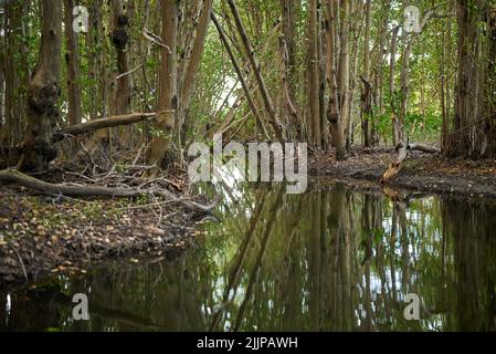 Una vista ipnotizzante di un fiume tranquillo circondato da alberi Foto Stock