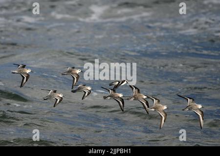 Un bel colpo di alcuni gabbiani che volano sulle onde del mare. Foto Stock