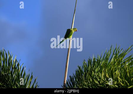 Un pappagallo verde carino appeso su un bastone sullo sfondo del cielo. Foto Stock