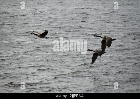 Un bel colpo di tre oche che volano sull'acqua durante il giorno Foto Stock