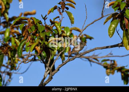 Un'inquadratura a basso angolo di un uccello del bullfinch delle barbados arroccato su un ramoscello di albero in luce solare brillante su uno sfondo sfocato Foto Stock