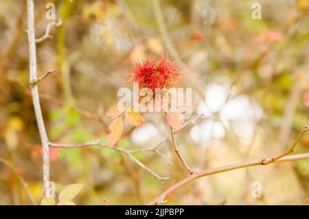 Diplolepis Rosae Gall su un cespuglio di rose selvatiche (Rosa Canina) nella foresta in autunno. Spagna. Noto come Robin's Pincushion Gall o Gall Bedeguar Pincushion. Foto Stock
