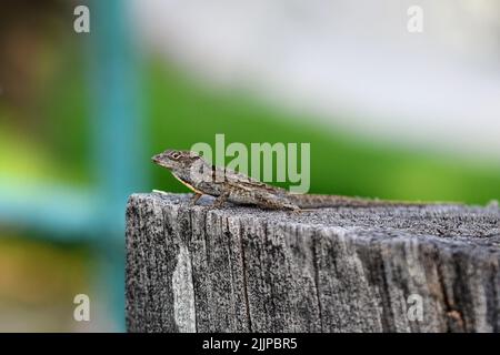 Un'inquadratura poco profonda di una lucertola marrone in piedi su una roccia grigia durante il giorno su uno sfondo sfocato Foto Stock