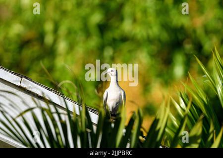 Un'immagine poco profonda di una colomba eurasiatica appollaiata su un tetto di un edificio in luce solare brillante su uno sfondo naturale sfocato Foto Stock