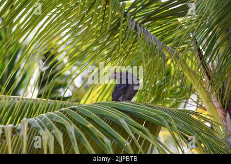 Un'inquadratura a basso angolo di un piccione arroccato su un ramo di palma in una giornata di sole Foto Stock