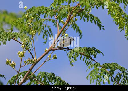 Un primo piano di un piccolo starling comune seduto su un ramo di albero di carrust miele Foto Stock