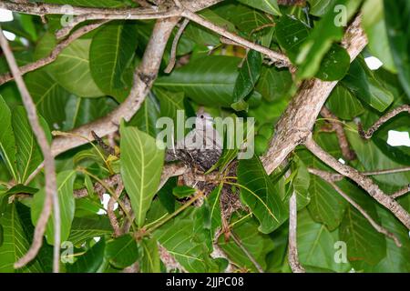 Un primo piano di una carina colava eurasiatica seduta sul nido sull'albero di noce Foto Stock