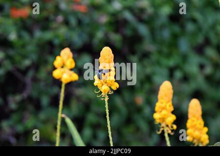 Un fuoco selettivo sparato di un fiore di senna Alexandrian con un insetto che raccoglie il polline Foto Stock