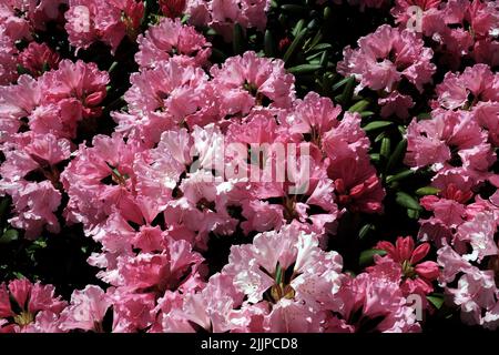 Un primo piano di fiori rosa azalea in un giardino Foto Stock