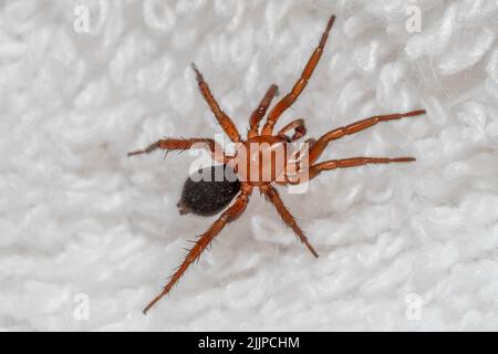 Vista dall'alto di una specie di ragno macinato (Gnaphosa sericata) che strisciare su tessuto bianco. Virginia. Foto Stock