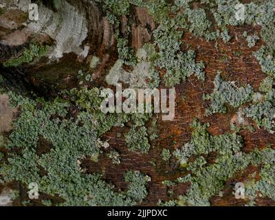 Una vista dall'alto di Lichen che cresce su una corteccia di acero nel Missouri nella foresta Foto Stock