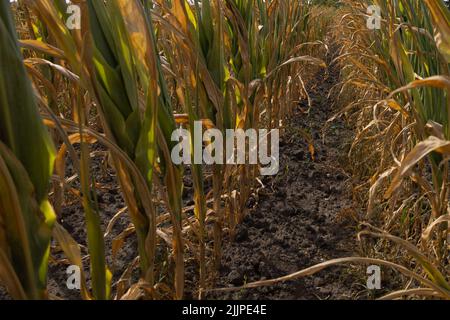 Szeged, Ungheria. 27th luglio 2022. Foto scattata il 27 luglio 2022 mostra un campo di mais vicino a Szeged, Ungheria. I danni causati dall'aridità agli agricoltori ungheresi sono ai massimi livelli, ha detto martedì sera il ministro dell'Agricoltura Istvan Nagy. Credit: Attila Volgyi/Xinhua/Alamy Live News Foto Stock