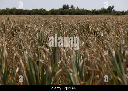 Szeged, Ungheria. 27th luglio 2022. Foto scattata il 27 luglio 2022 mostra un campo di mais vicino a Szeged, Ungheria. I danni causati dall'aridità agli agricoltori ungheresi sono ai massimi livelli, ha detto martedì sera il ministro dell'Agricoltura Istvan Nagy. Credit: Attila Volgyi/Xinhua/Alamy Live News Foto Stock