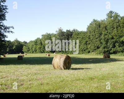 Un bel colpo di balle rotonde di fieno che siedono in un campo agricolo in Missouri in una giornata di sole Foto Stock