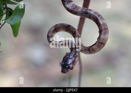 Primo piano di un serpente di gatto molto avvistato appeso capovolto, Indonesia Foto Stock