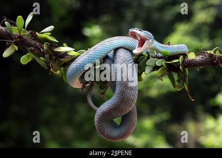 Primo piano di un vipera con un'isola a punta bianca su un ramo, l'Indonesia Foto Stock