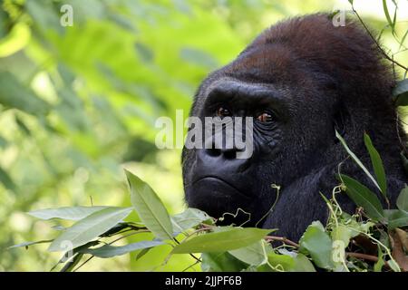 Primo piano ritratto di un gorilla, Indonesia Foto Stock