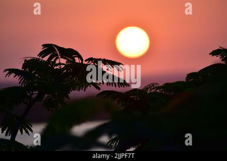 Bellissimo tramonto rosa in Kenya con il sole che scompare all'orizzonte dietro alcune piante Foto Stock