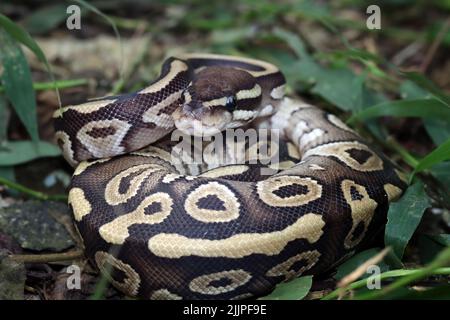 Primo piano di un python di palla arricciato, Indonesia Foto Stock