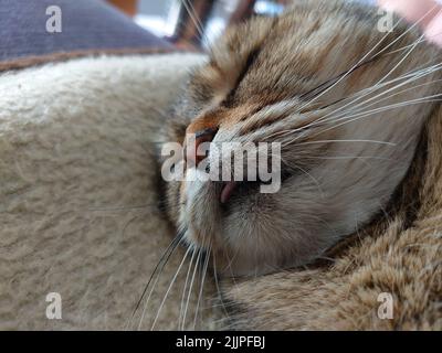 Un primo colpo di un gatto britannico shorthair marrone dormiente carino Foto Stock