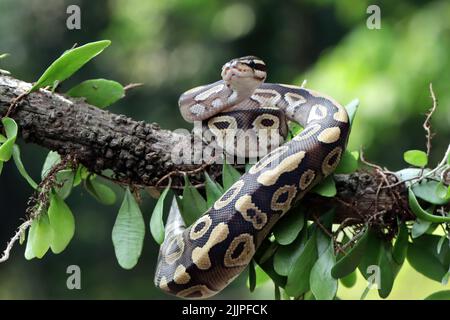 Primo piano di un python di palla su un ramo, Indonesia Foto Stock