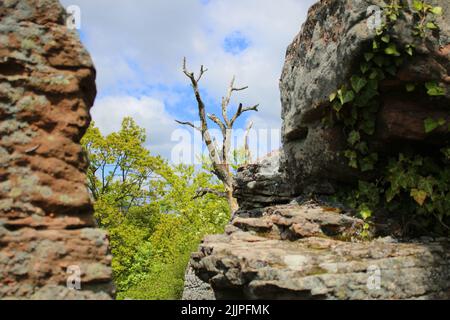 Un primo colpo di un albero morto tra arenaria nella foresta di Palatinato terra del reno Foto Stock
