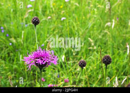 Un primo piano di un bel fiore viola ruvido con erba verde sullo sfondo Foto Stock