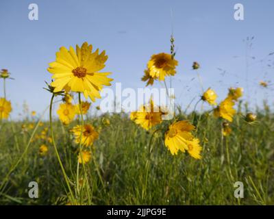 Un primo piano di fiori selvatici Tickseed Coreopsis gialli che crescono sulla prateria in Missouri Foto Stock