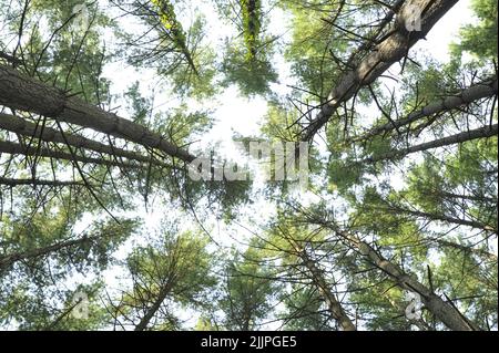 Una vista che guarda direttamente su un gruppo di pini a foglia breve in una foresta del Missouri. Foto Stock