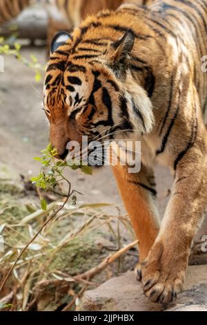 Un primo piano di una bella tigre che puzzava una pianta verde nel suo recinto allo zoo durante il giorno Foto Stock