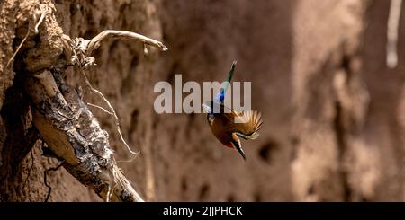 Un'inquadratura poco profonda di un uccello apicologeo con fronte bianco che vola vicino a rami di alberi antichi Foto Stock