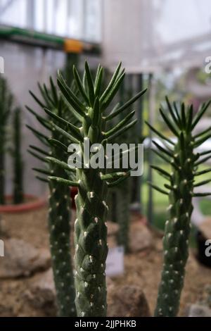 Un primo piano verticale di Austrocylindropuntia subulata. Giardino Botanico di Iasi, Romania. Foto Stock