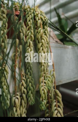 Primo piano verticale di Sedum morganianum. Giardino Botanico di Iasi, Romania. Foto Stock