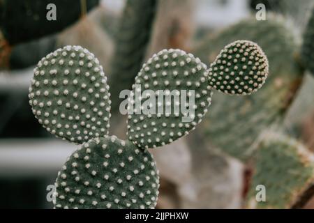 Un primo piano di Opuntia microdasys. Giardino Botanico di Iasi, Romania. Foto Stock