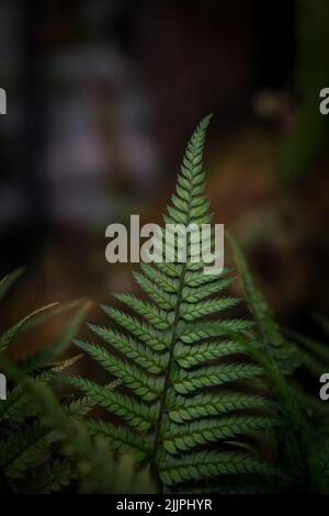 Closeup verticale di Athyrium filix-femina. Giardino Botanico di Iasi, Romania. Foto Stock