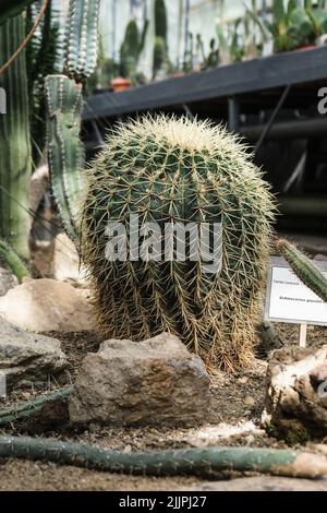 Un primo piano verticale di Echinocactus grusonii. Giardino Botanico di Iasi, Romania. Foto Stock