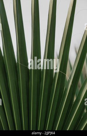 Un colpo verticale, primo piano-su di una pianta con foglie verdi e affilate Foto Stock