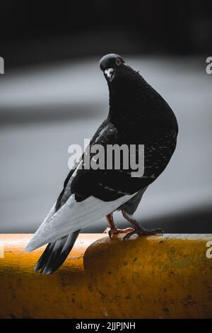 Un colpo verticale di un piccione nero in piedi su un tubo giallo isolato su uno sfondo sfocato Foto Stock