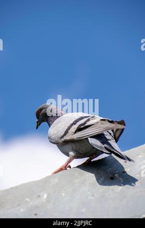 Un'inquadratura verticale, ad angolo basso, di un piccione grigio su una parete con uno sfondo di cielo blu Foto Stock