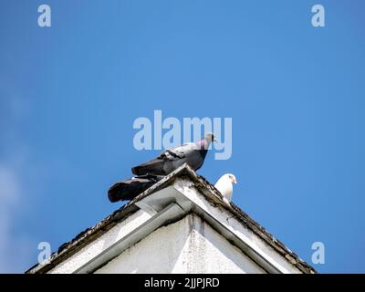 Un angolo basso di un piccione grigio su un tetto con uno sfondo di cielo blu Foto Stock