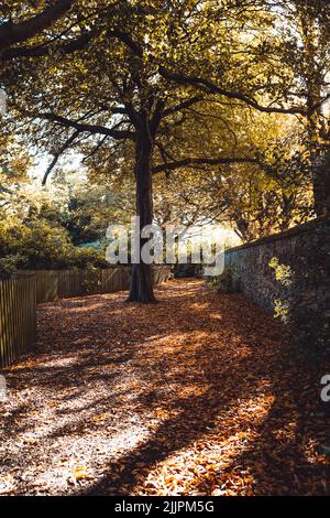 Una bella vista di un parco autunnale con alberi in una giornata di sole Foto Stock