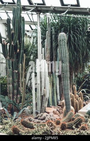 Un colpo verticale di alcuni cactus che crescono nel giardino botanico di Sheffield. Foto Stock