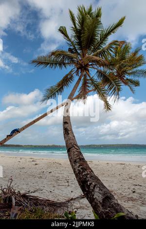 Uomo che sale su una palma pendente sulla spiaggia di Matwaer (Metro Beach), Kei Kecil, isole Kei, provincia di Maluku, Indonesia Foto Stock